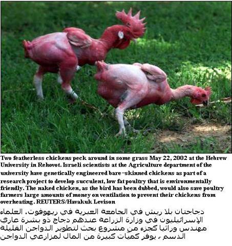 featherless chicken