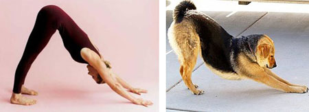 downward-dog-pose